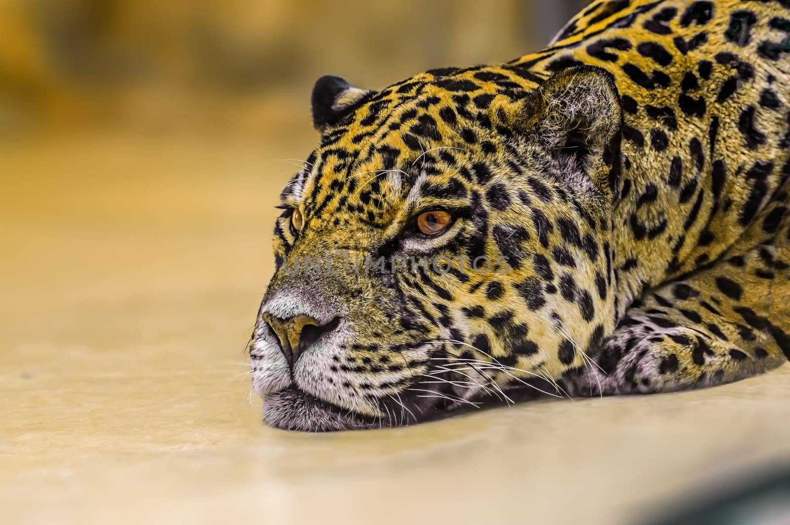 a jaguar is laying around and relaxing
