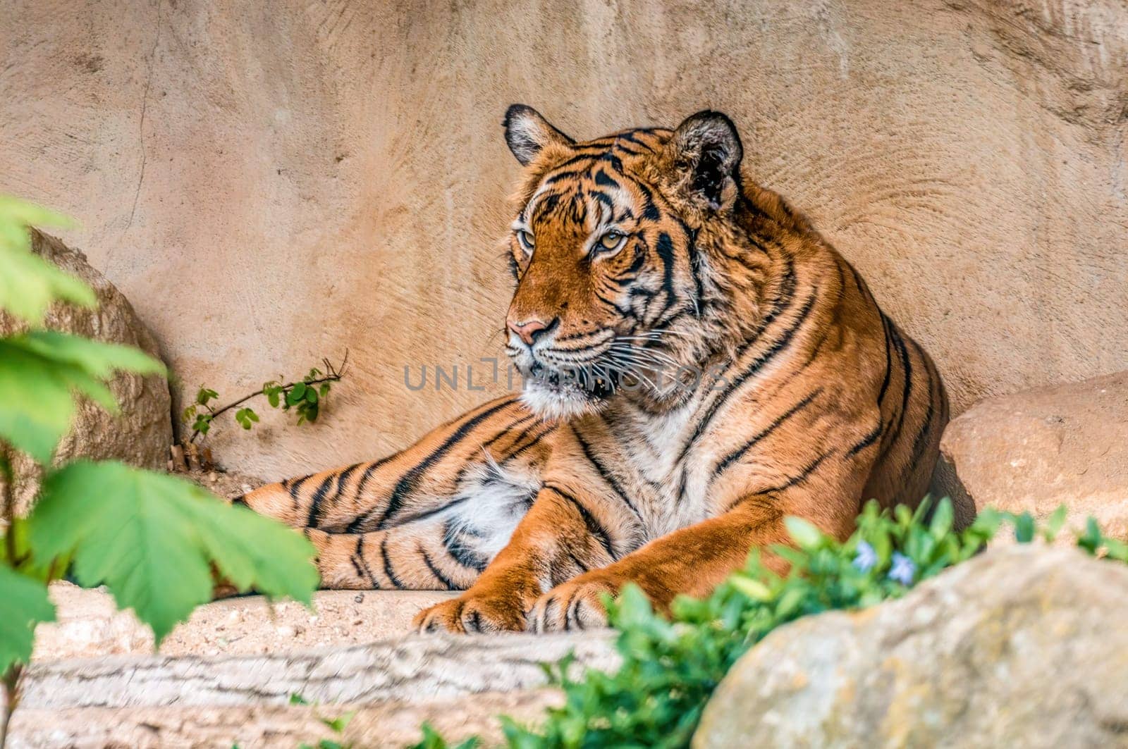 a handsome young tiger is lying around and relaxing
