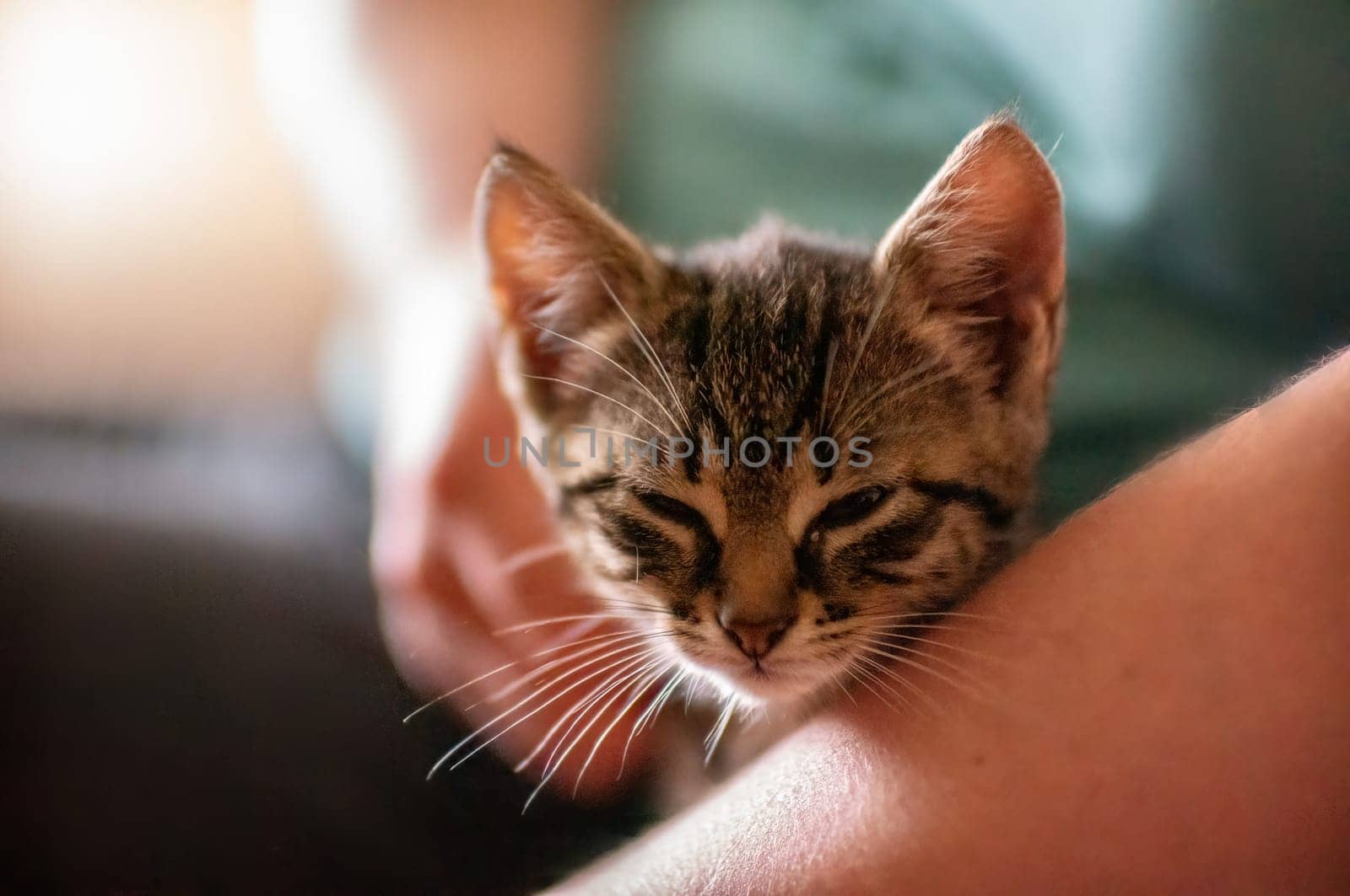 a young cute kitten cuddles with his human