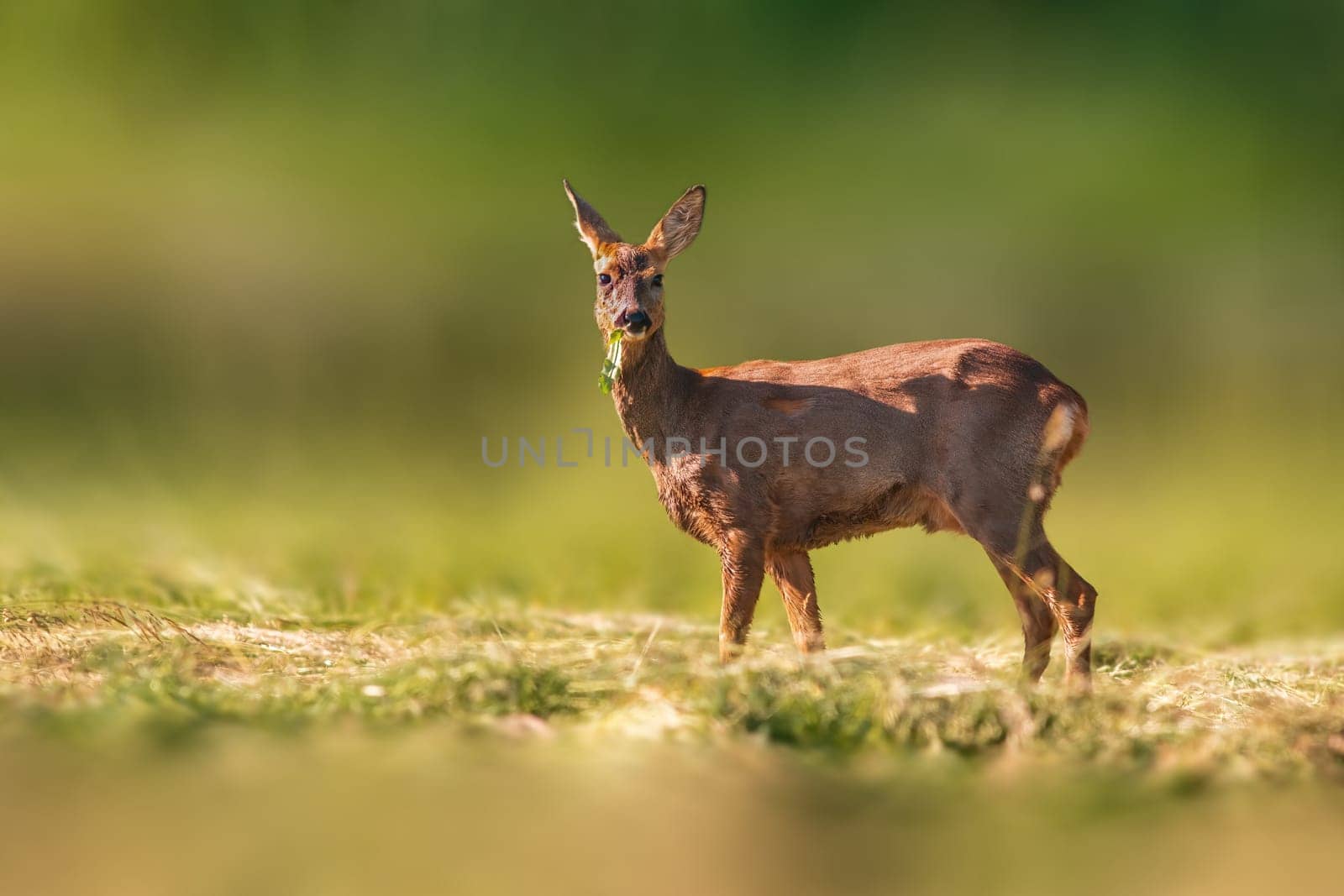 a beautiful roe deer doe stands on a meadow in summer