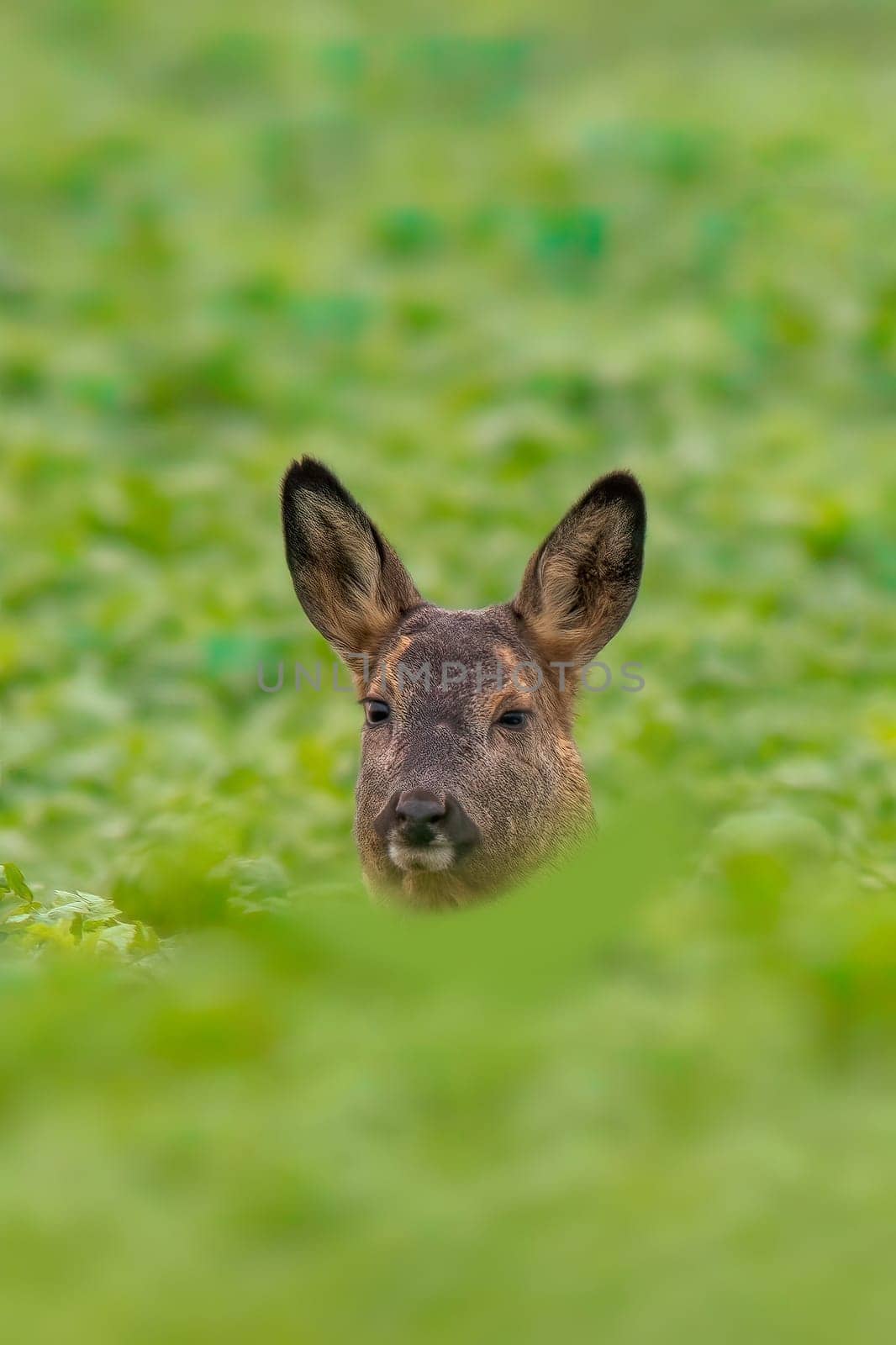 a Beautiful doe sits on a green field in spring
