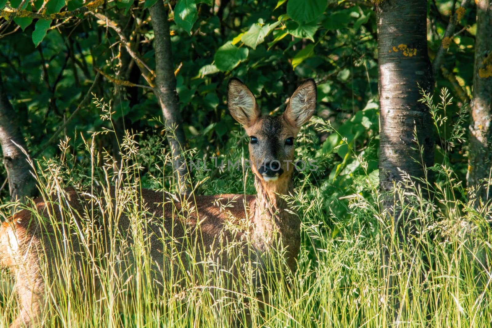 one beautiful roe deer doe stands on a meadow in summer by mario_plechaty_photography