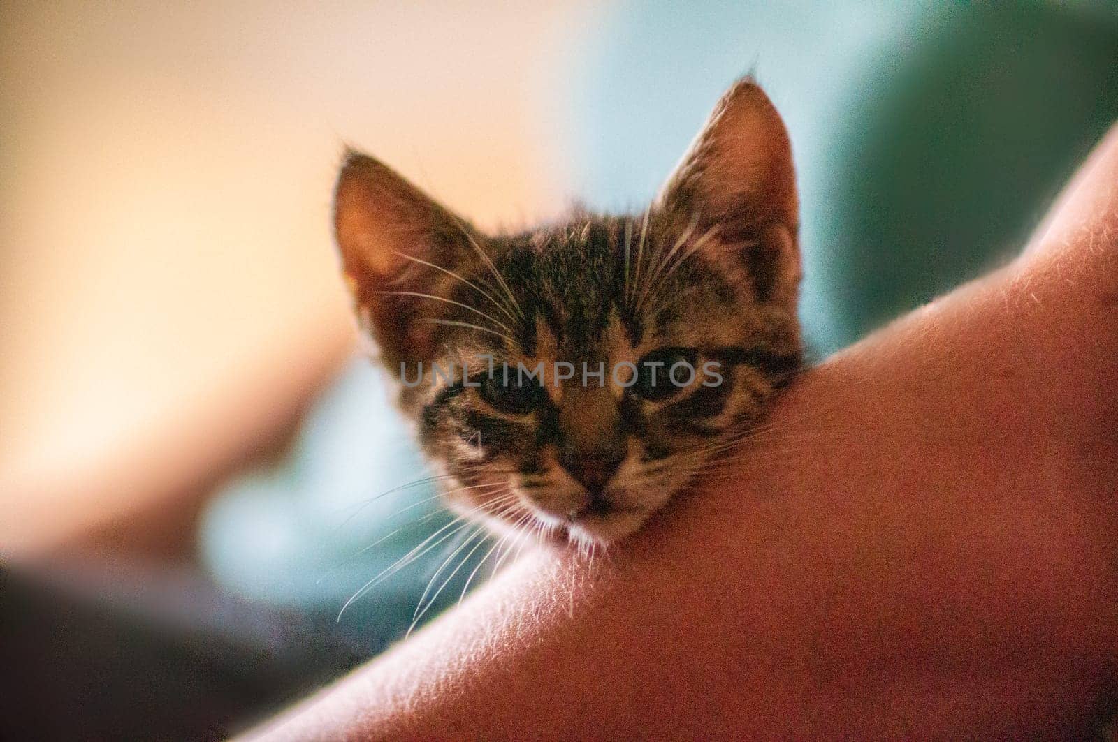 a young cute kitten cuddles with his human