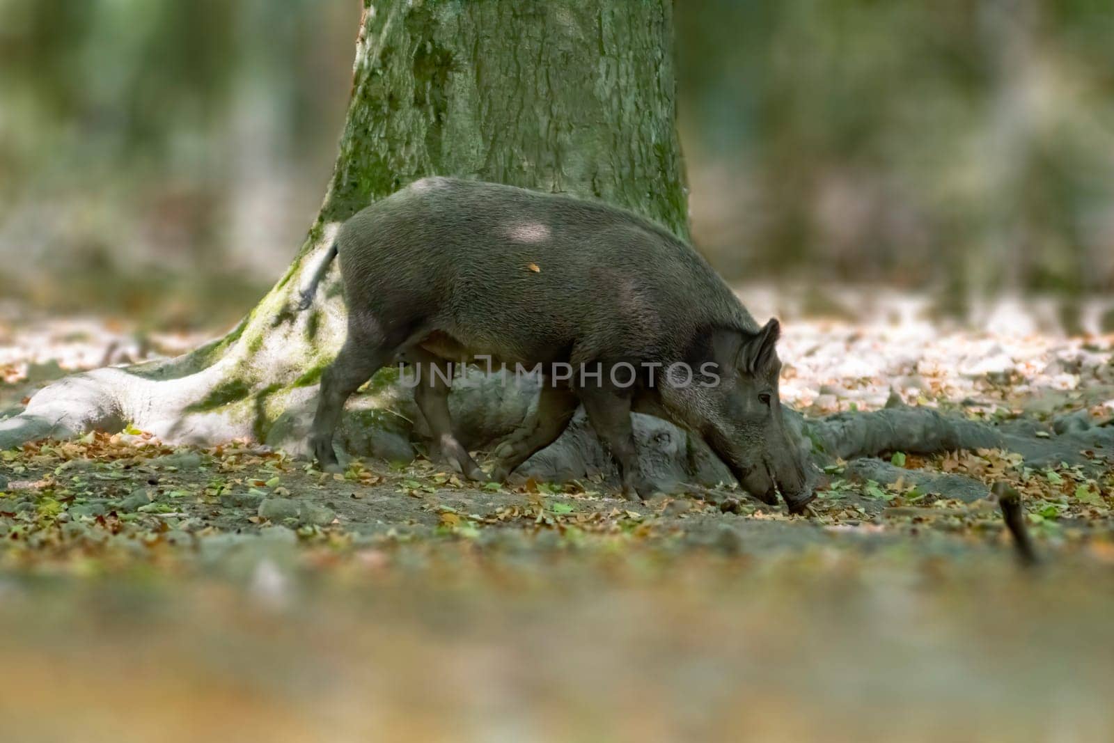 one a wild boar in a deciduous forest in autumn