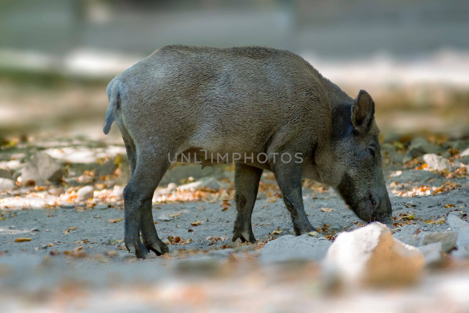 a wild boar in a deciduous forest in autumn by mario_plechaty_photography