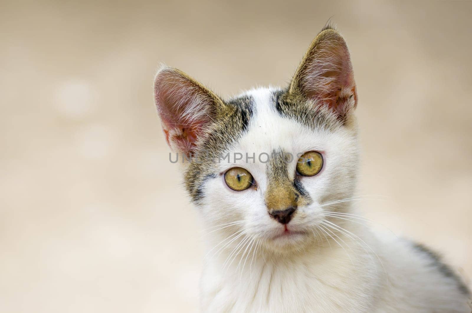 a young cute kitten curiously looks at the camera