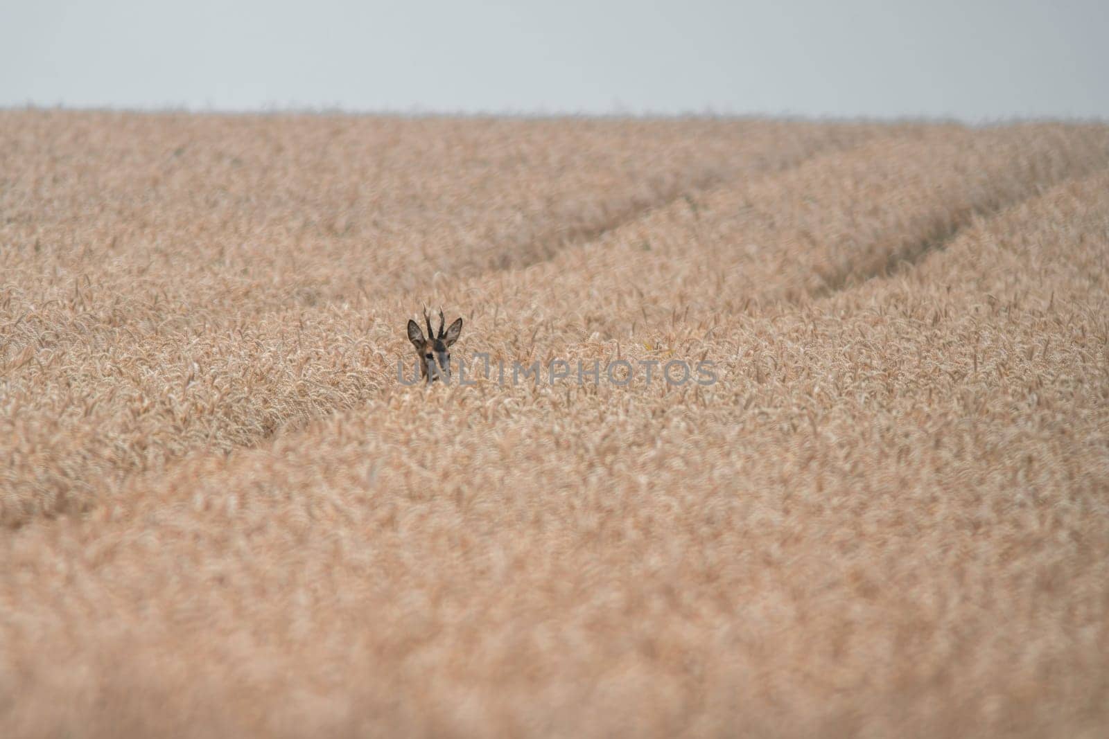 a young roebuck looking out of a wheat field in summer