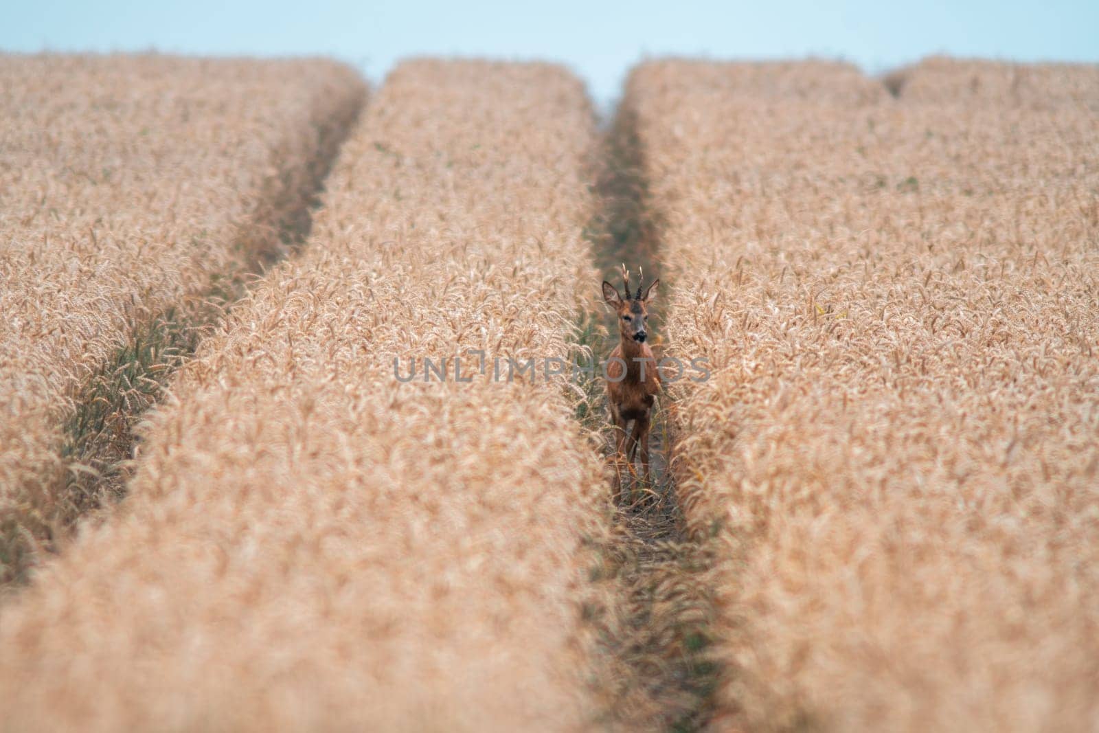 a young roebuck looking out of a wheat field in summer