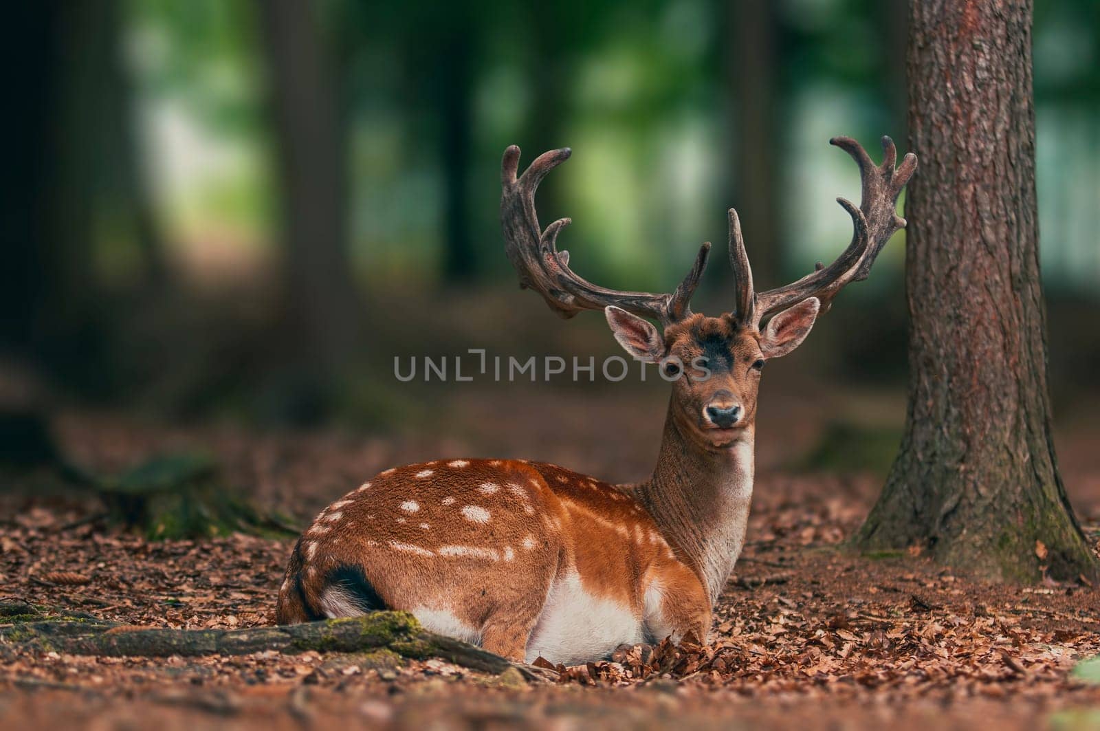 a handsome fallow deer buck is sitting in the forest and relaxing