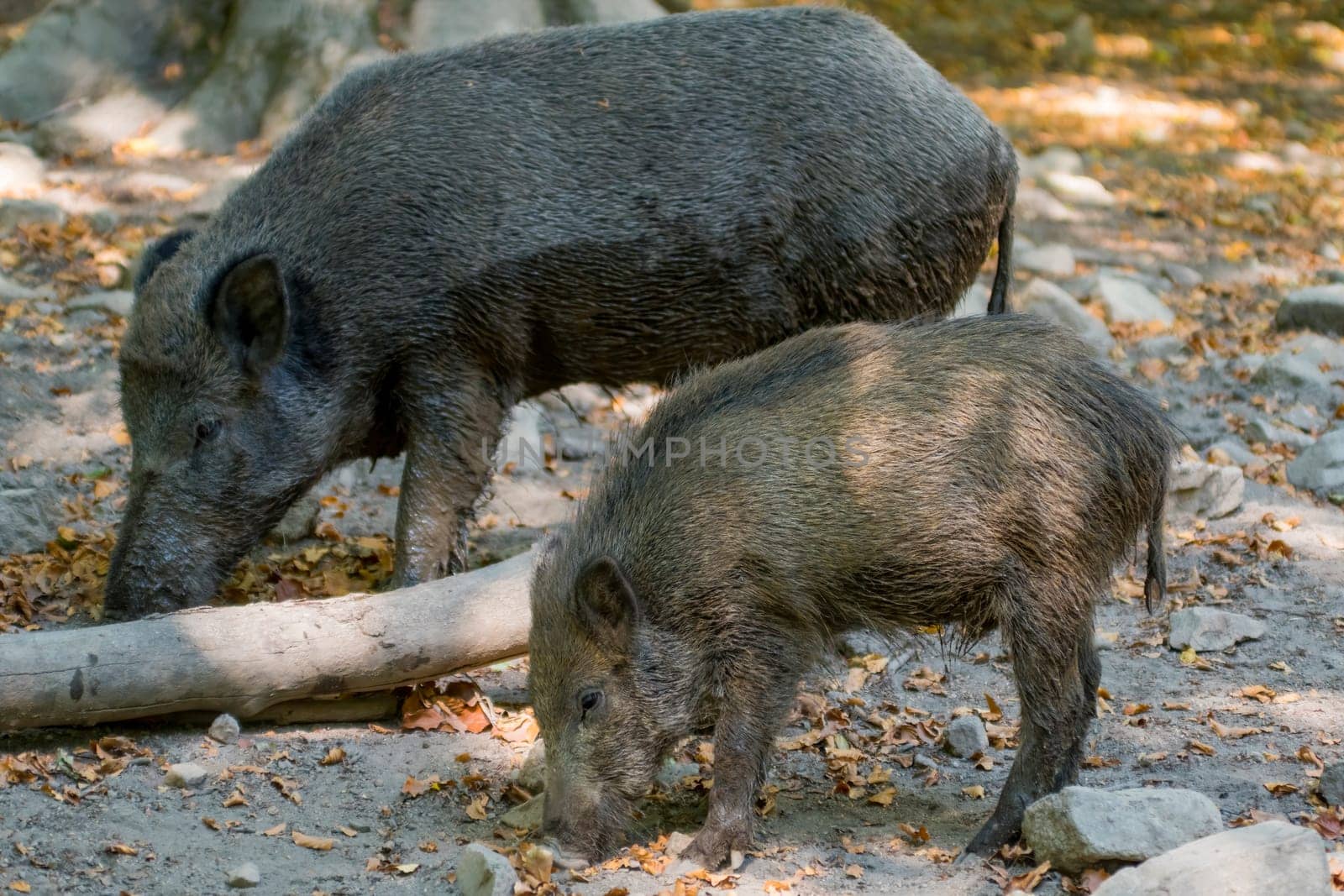 a wild boar family in a deciduous forest in spring