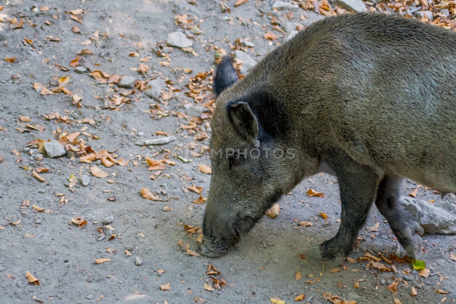 one a wild boar in a deciduous forest in autumn