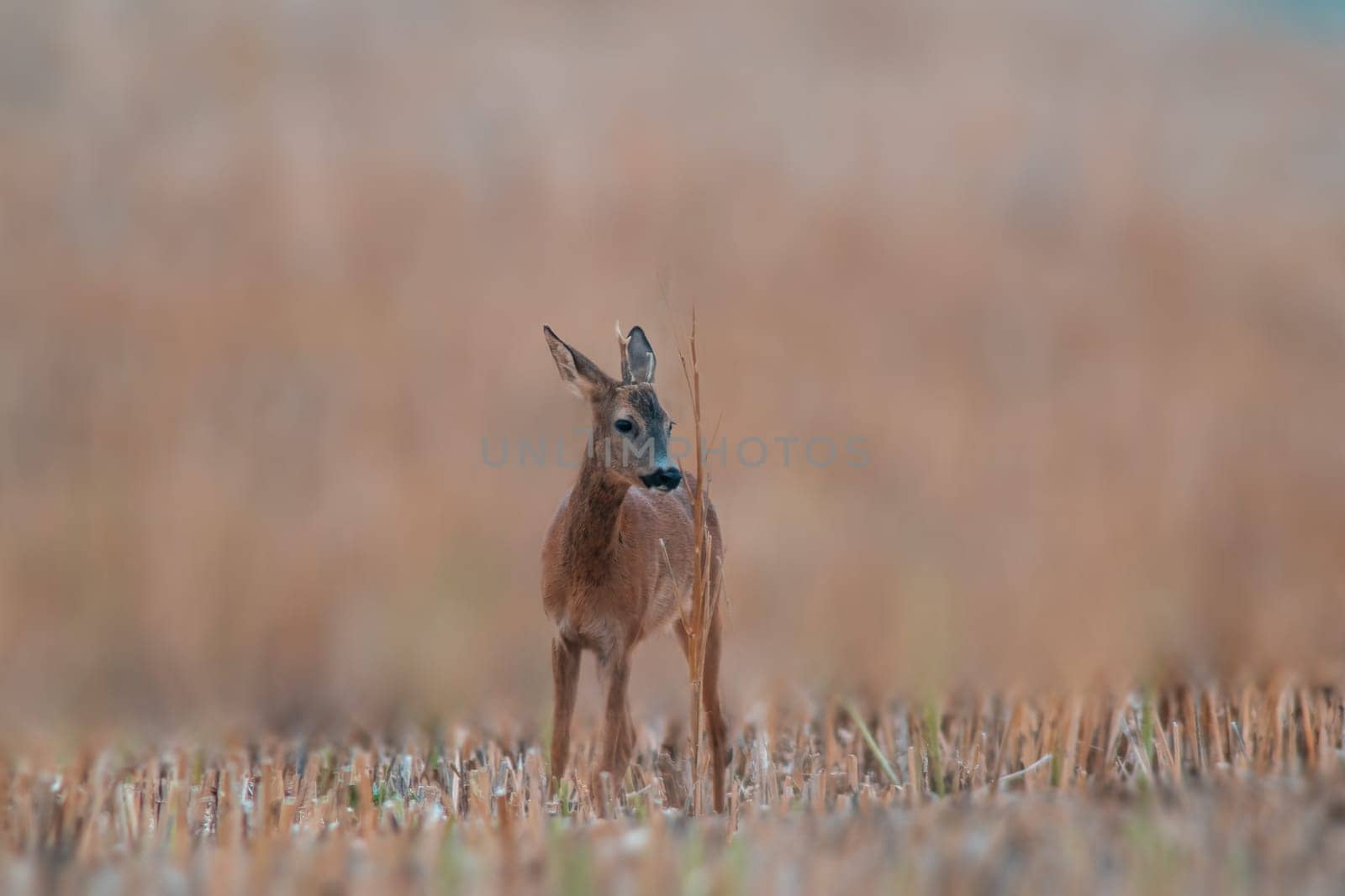 one young roebuck stands on a harvested field in summer by mario_plechaty_photography