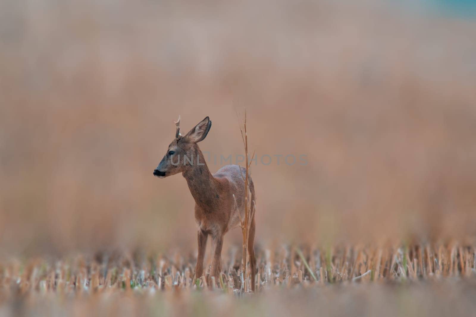 one young roebuck stands on a harvested field in summer by mario_plechaty_photography