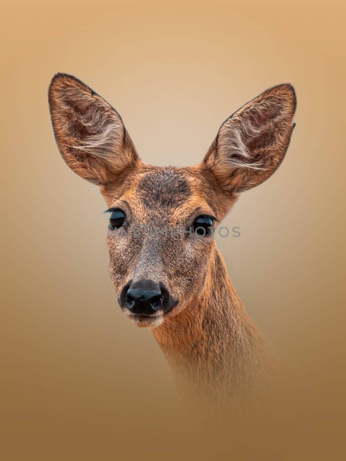 a colorful portrait of a beautiful deer doe