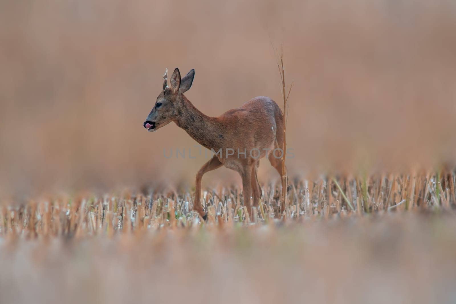 a young roebuck stands on a harvested field in summer