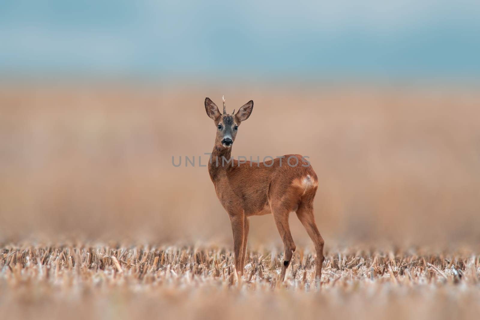 a young roebuck stands on a harvested field in summer