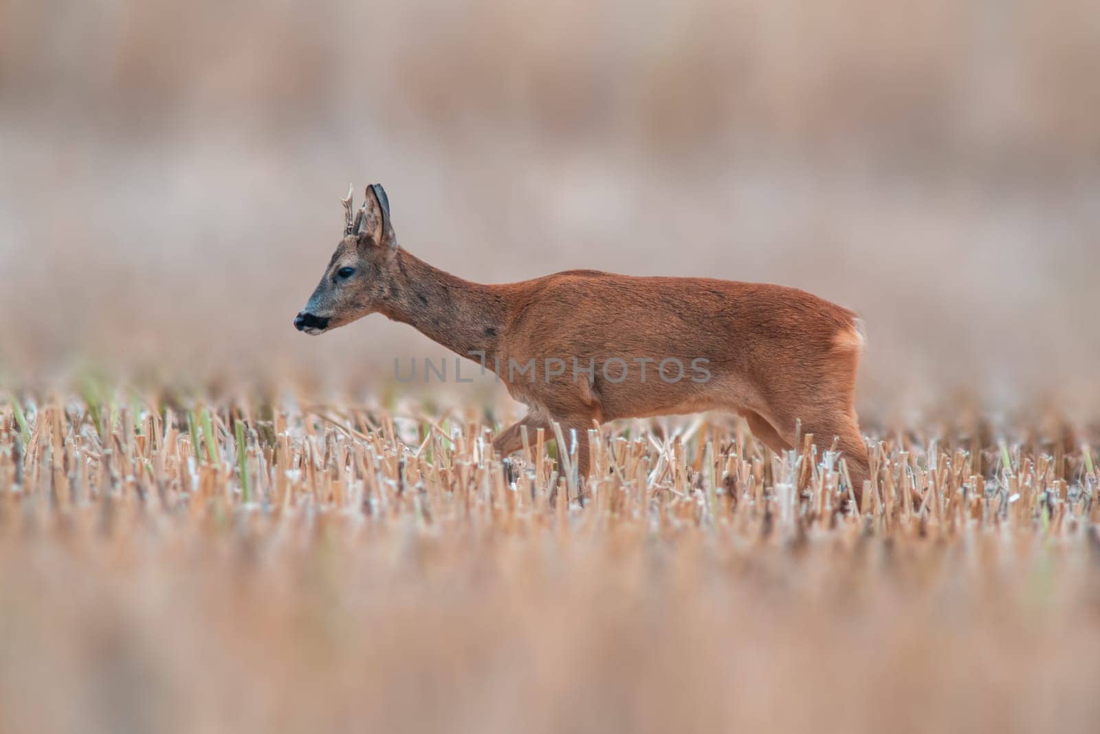 a young roebuck stands on a harvested field in summer