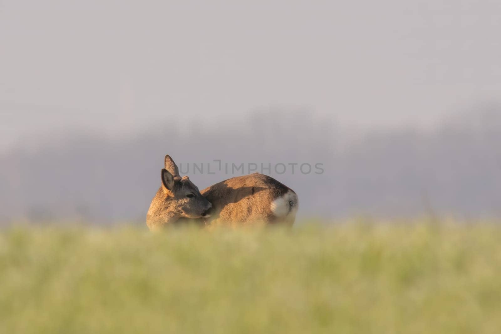 a young roebuck stand on a meadow in spring