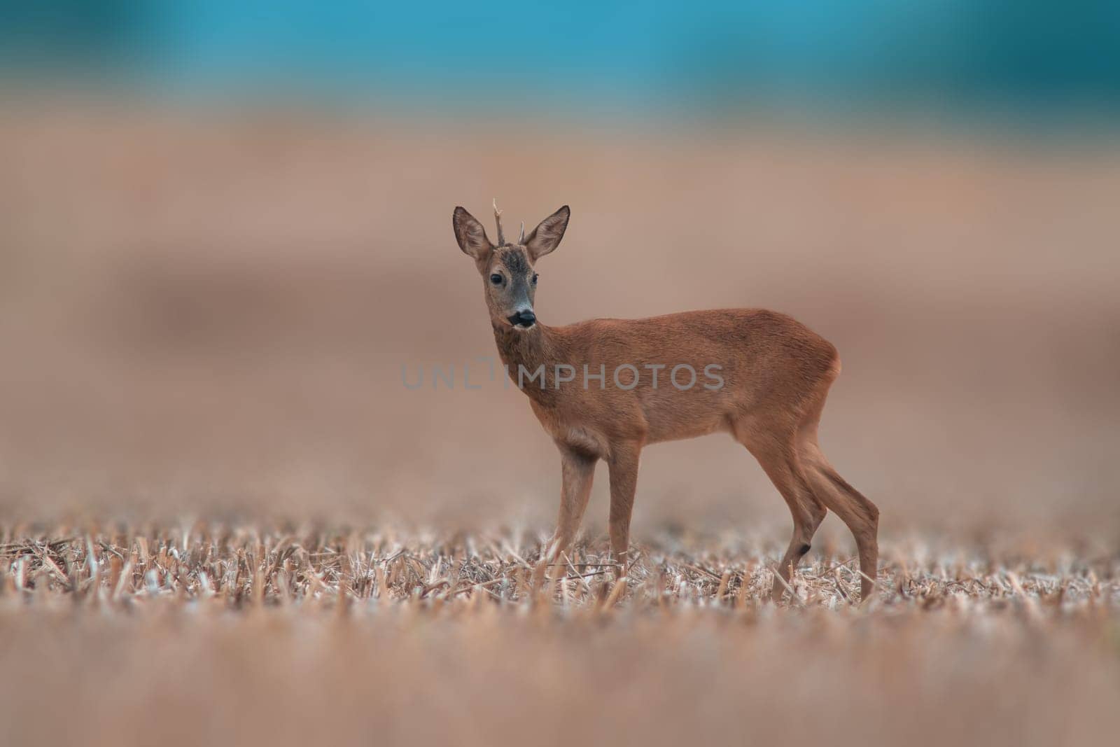 a young roebuck stands on a harvested field in summer