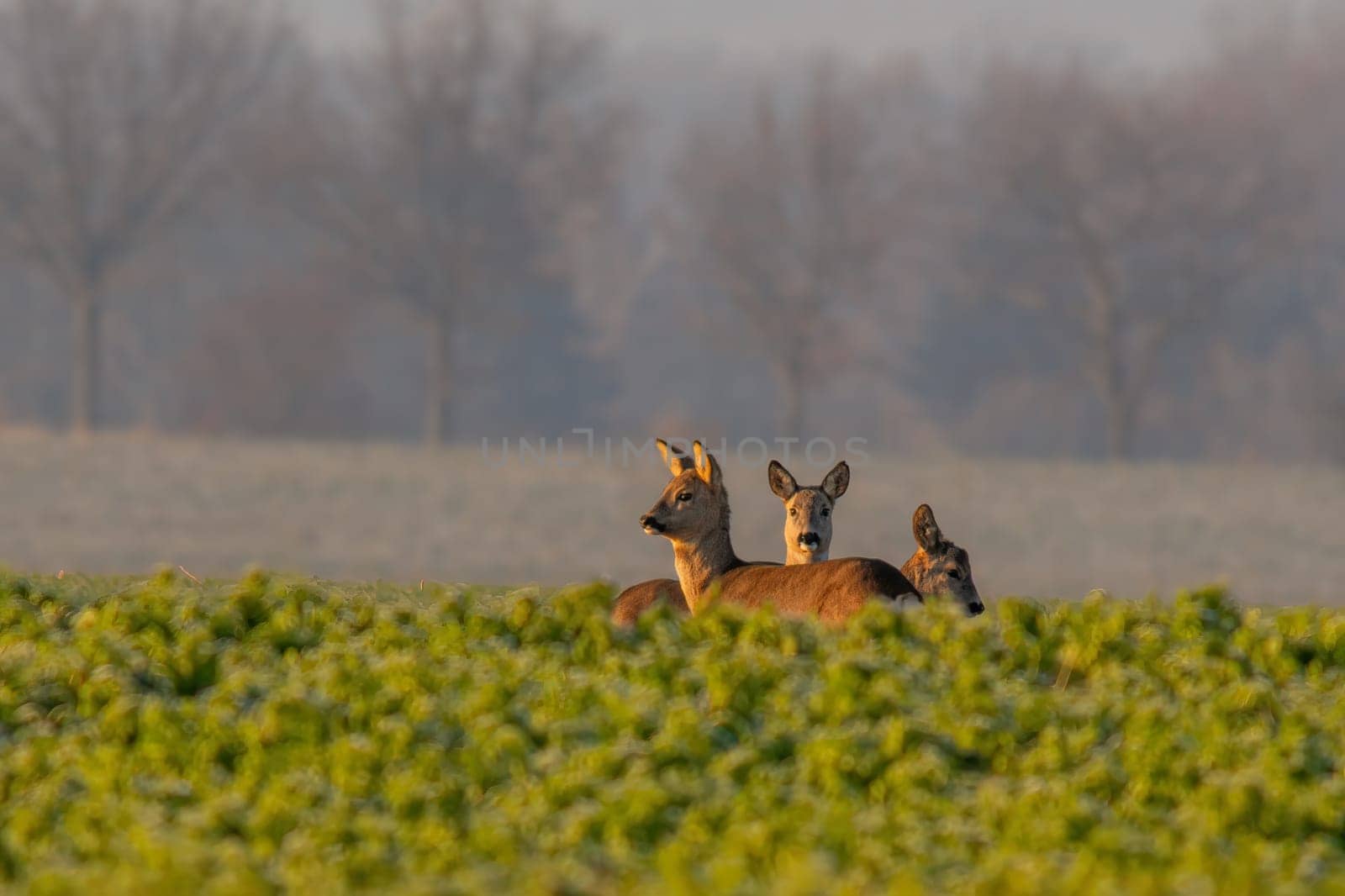 group of deer in a field in spring