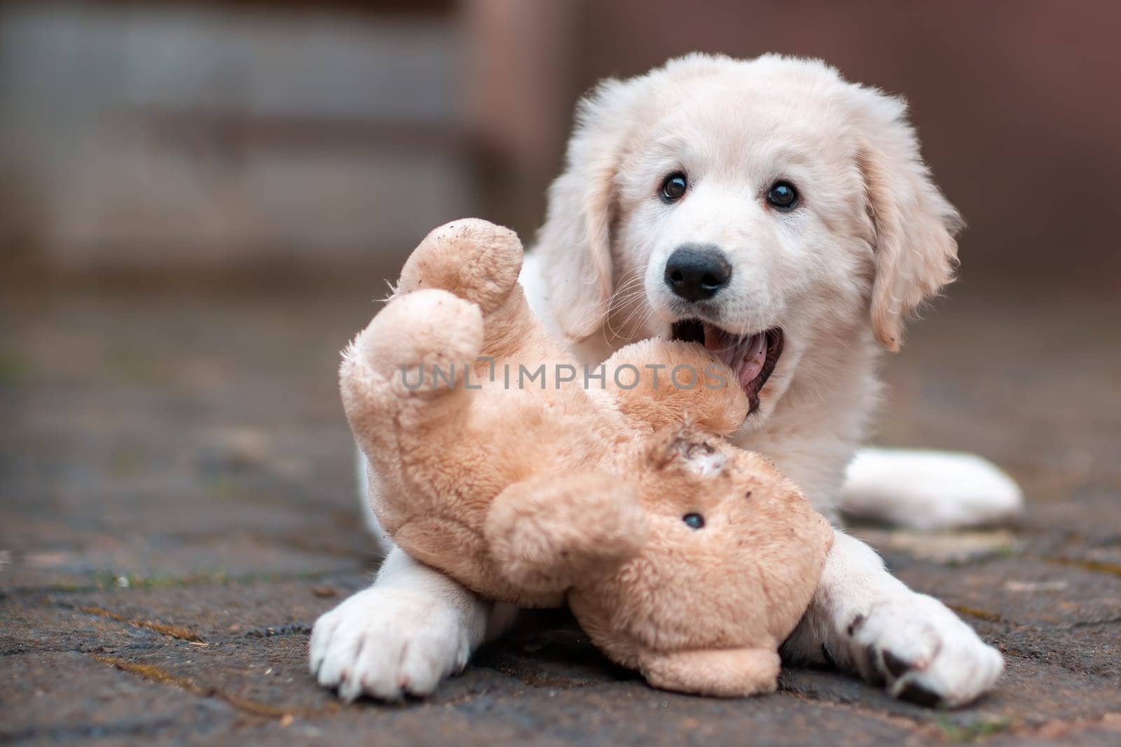 one handsome young kuvasz livestock guardian dog