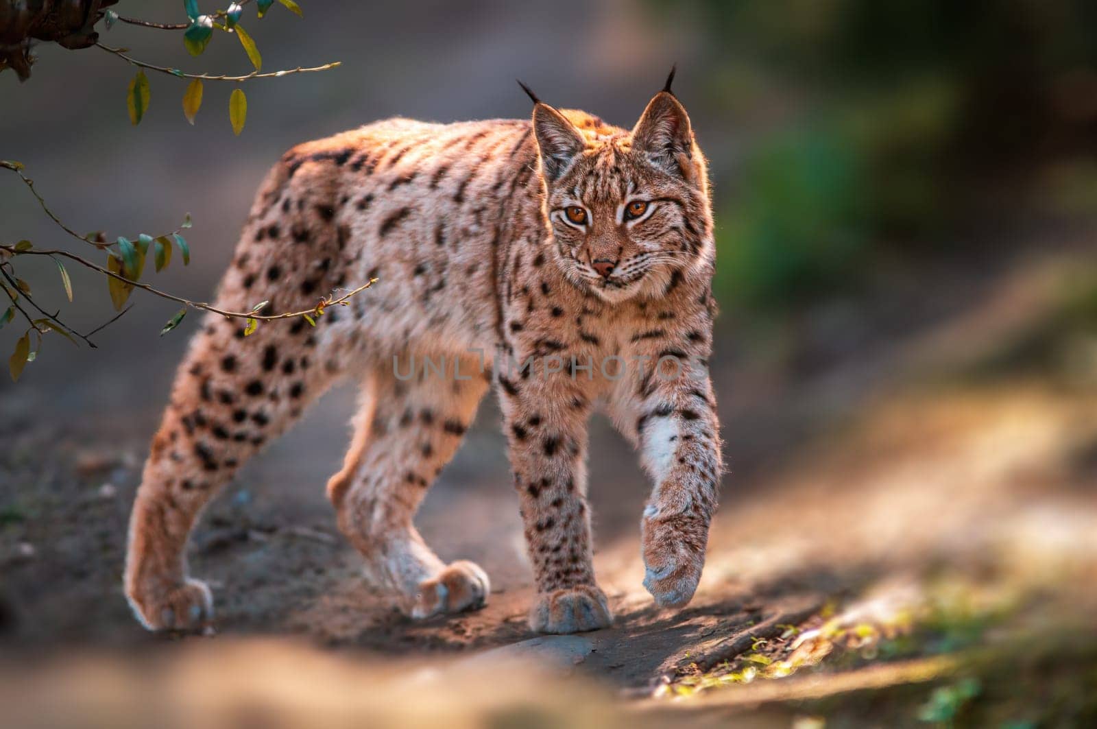 a handsome lynx stays in colorful spring forest