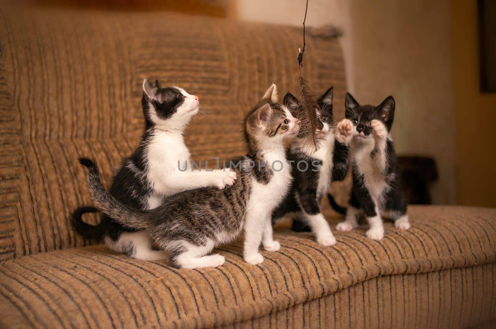 playful young kitten siblings romping around