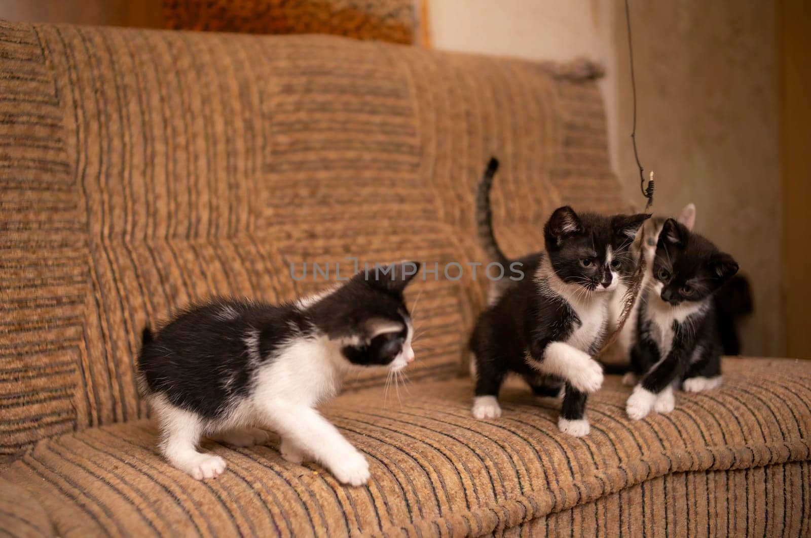 playful young kitten siblings romping around