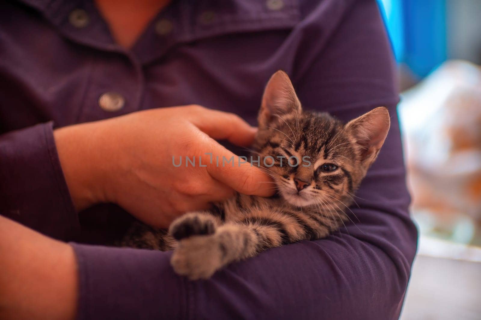 a young cute kitten cuddles with his human