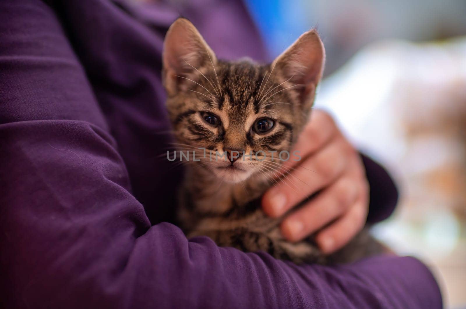 a young cute kitten cuddles with his human