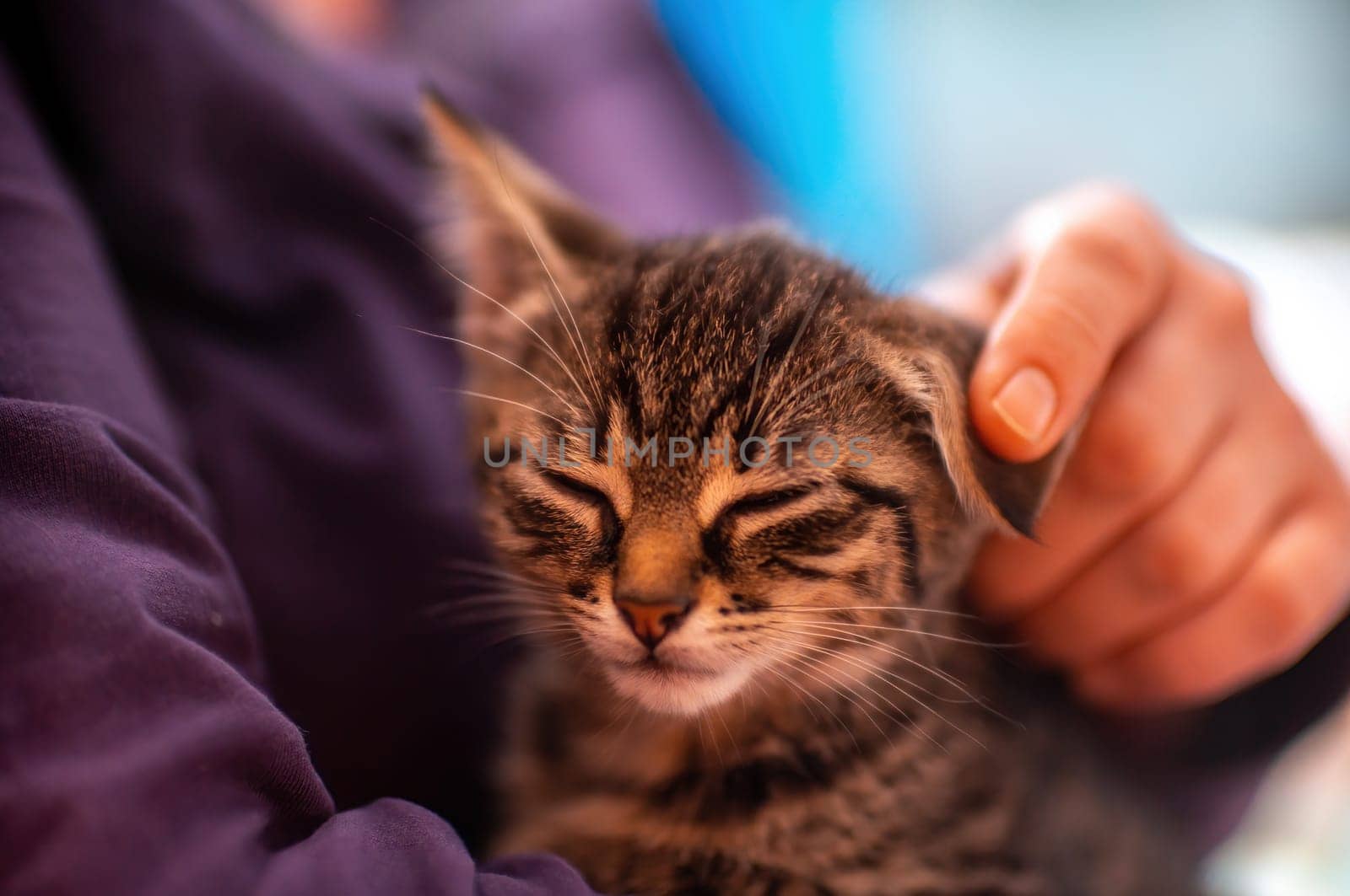 a young cute kitten cuddles with his human