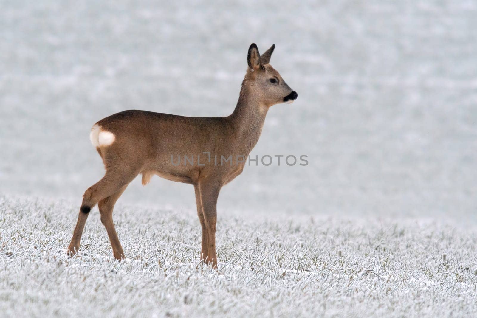 a young roebuck stands on a snowy field in winter