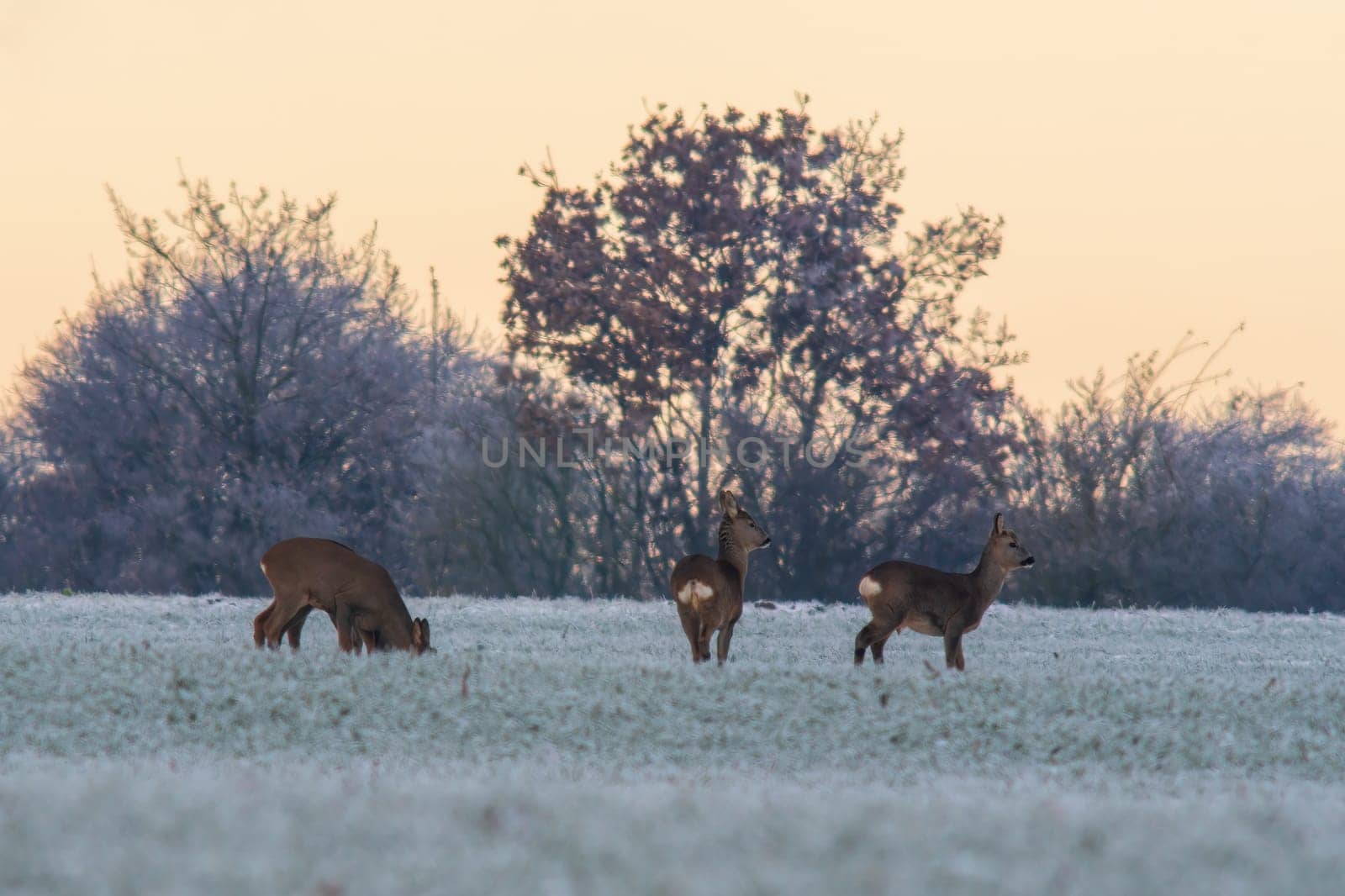 a group of deer in a field in winter