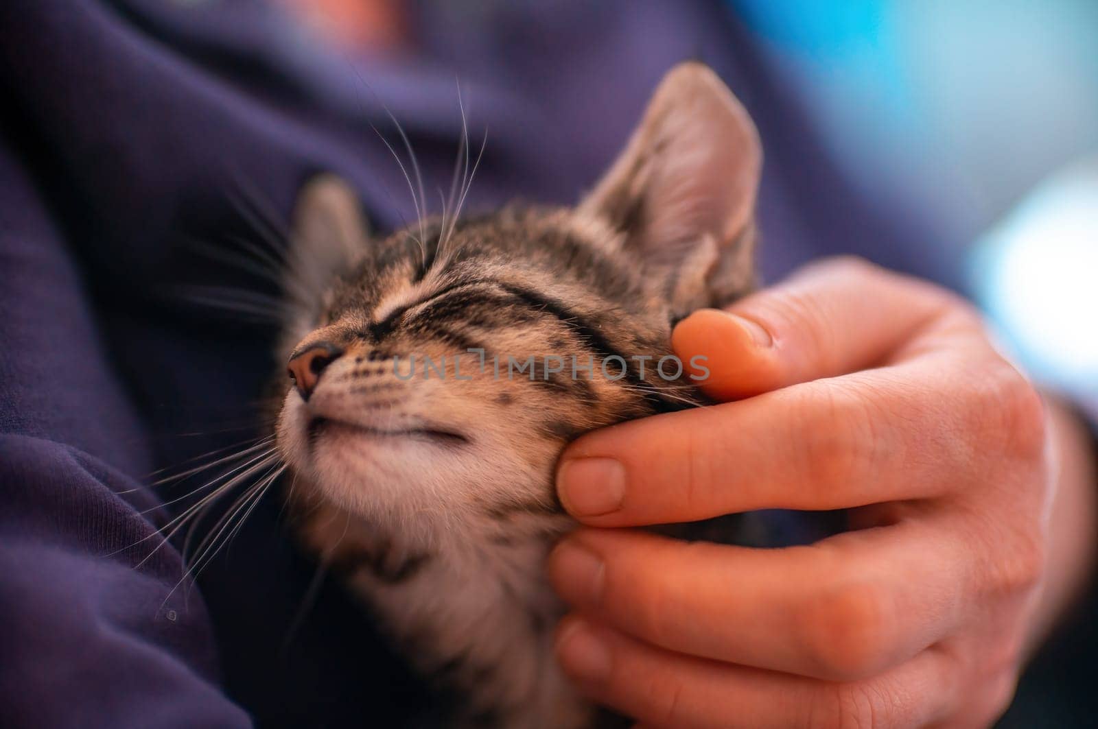 a young cute kitten cuddles with his human
