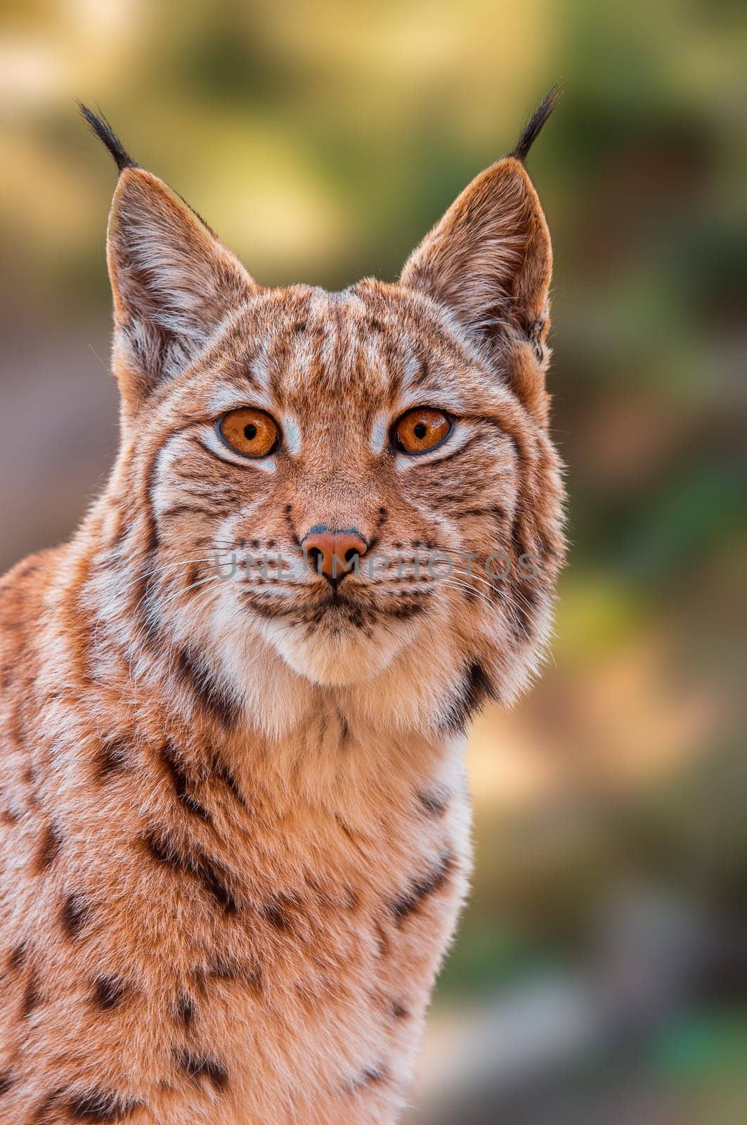 a handsome lynx stays in colorful spring forest