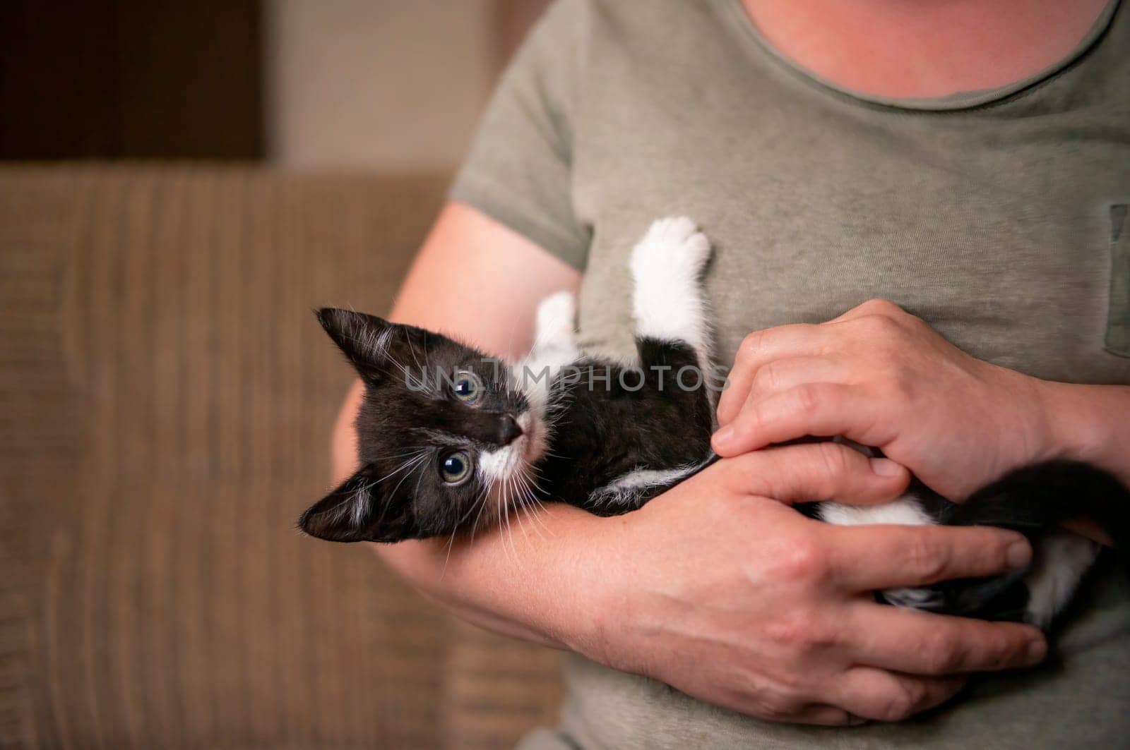 a young cute kitten cuddles with his human