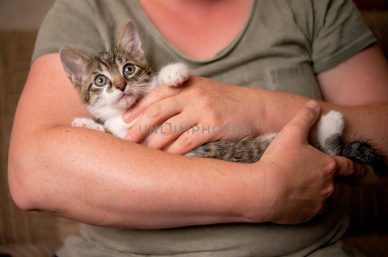 a young cute kitten cuddles with his human