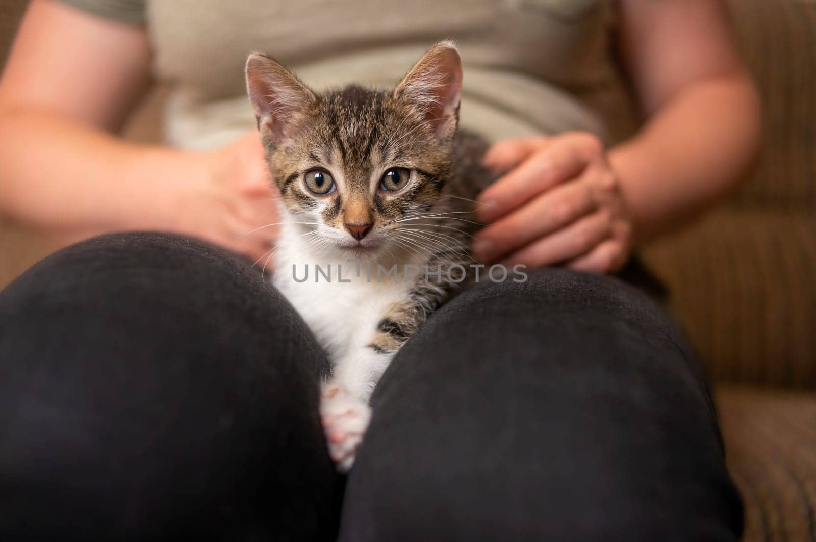 a young cute kitten cuddles with his human