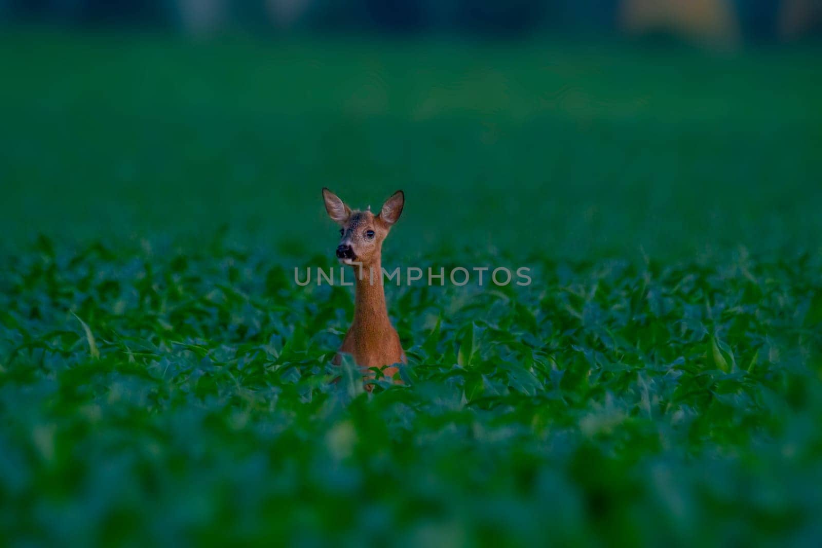 a young roebuck stand in a cornfield in spring