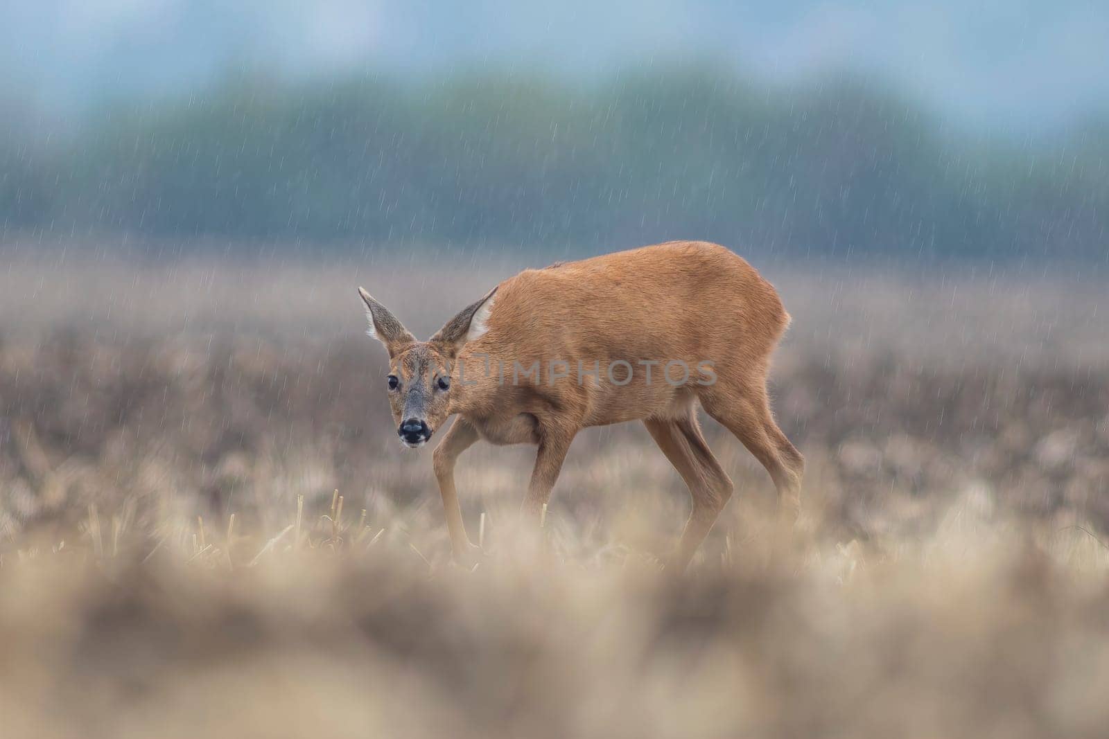 a beautiful deer doe standing on a harvested field in autumn