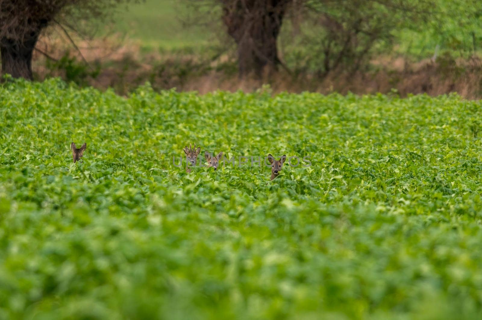 group of deer in a field in spring