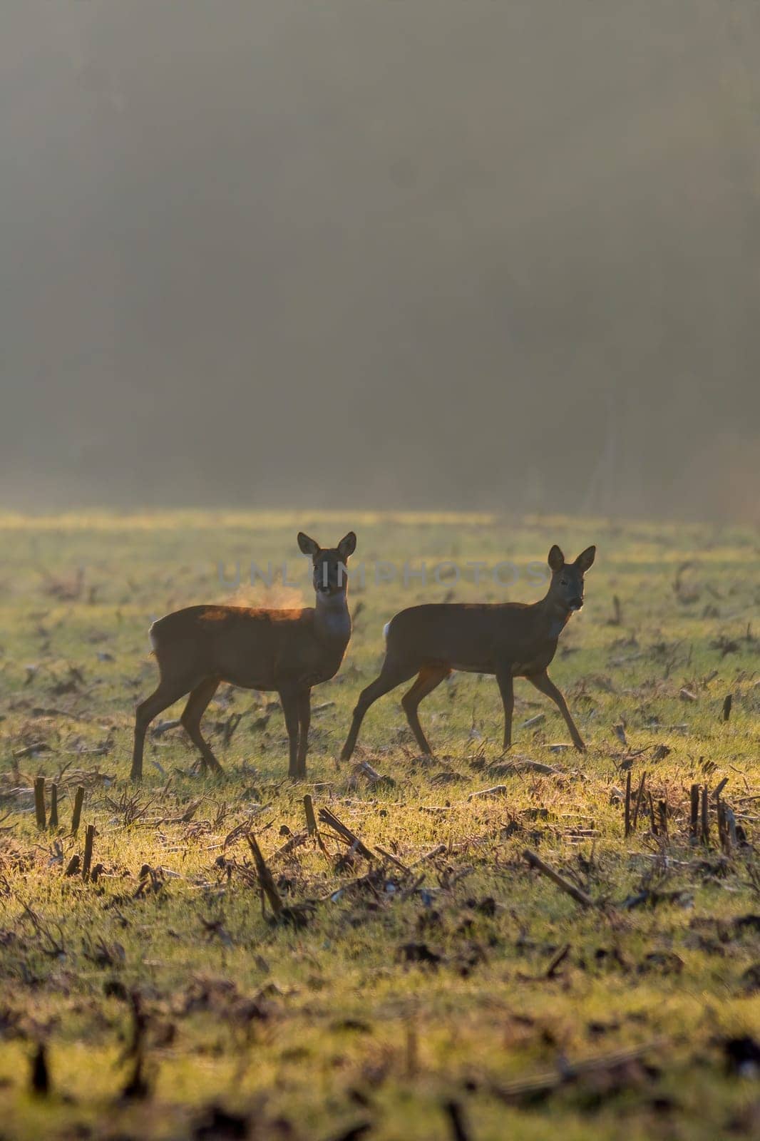 a group of roe deer in a field in autumn