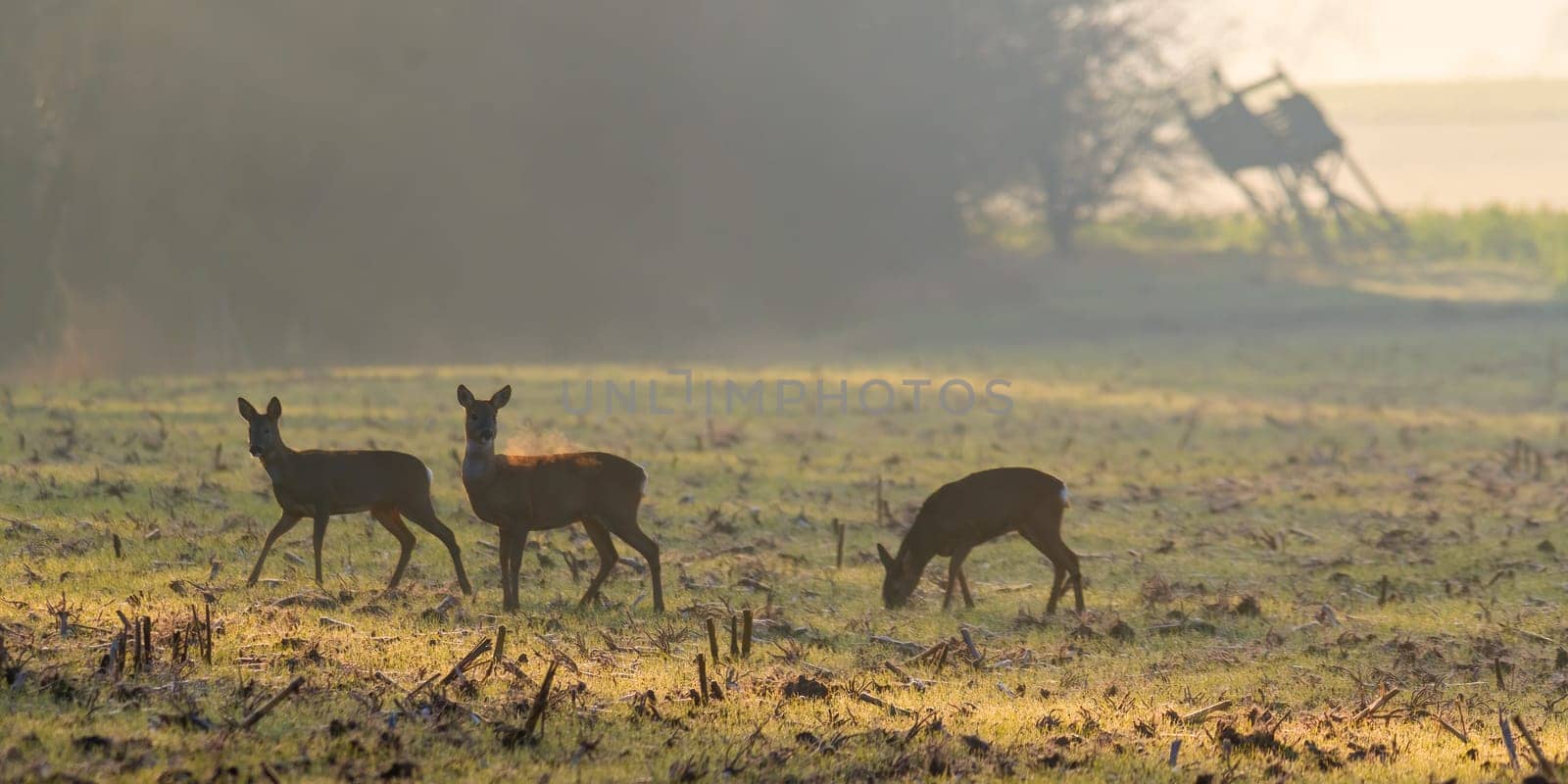 group of roe deer in a field in autumn by mario_plechaty_photography