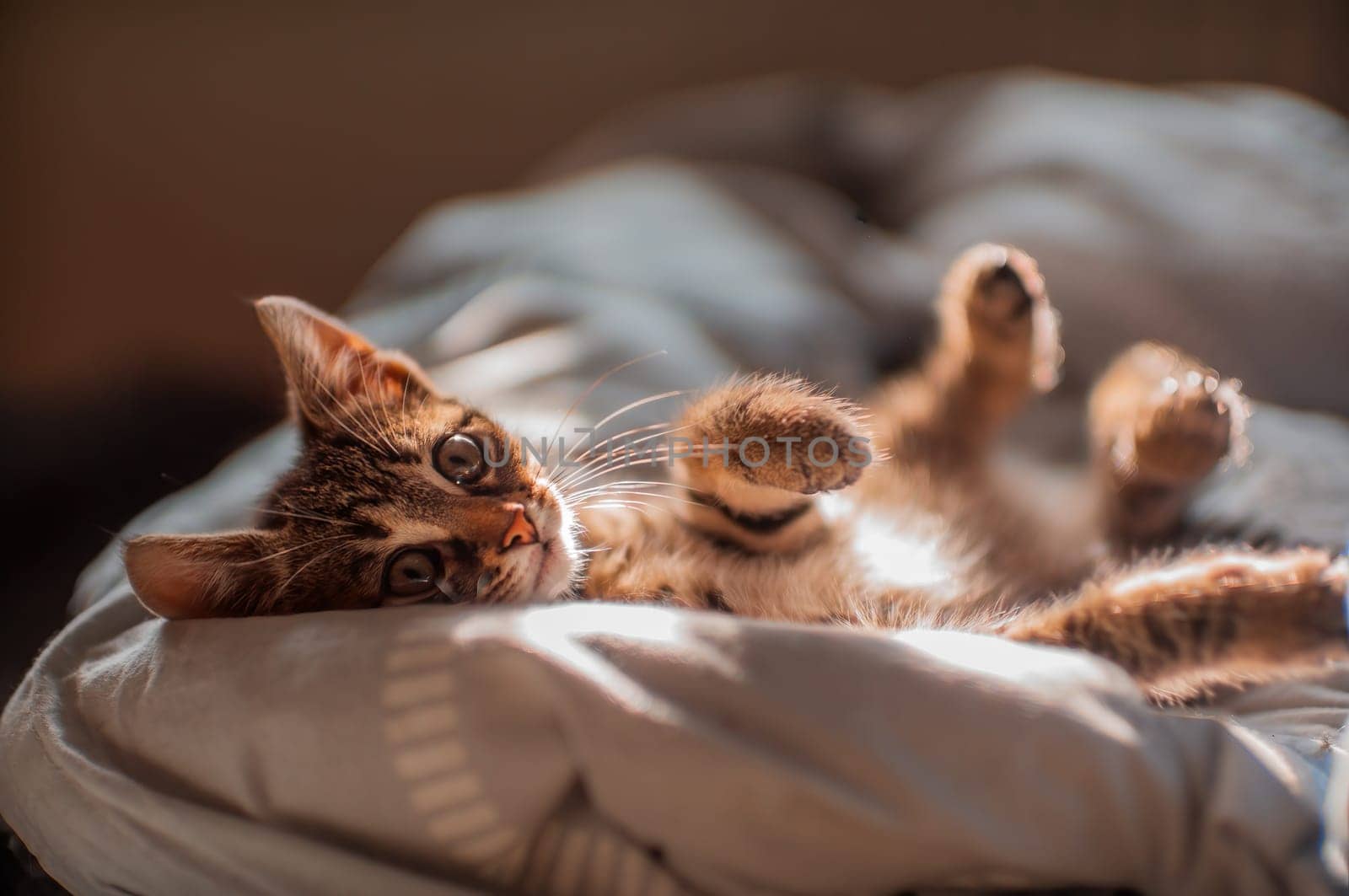 a young cute kitten curiously looks at the camera