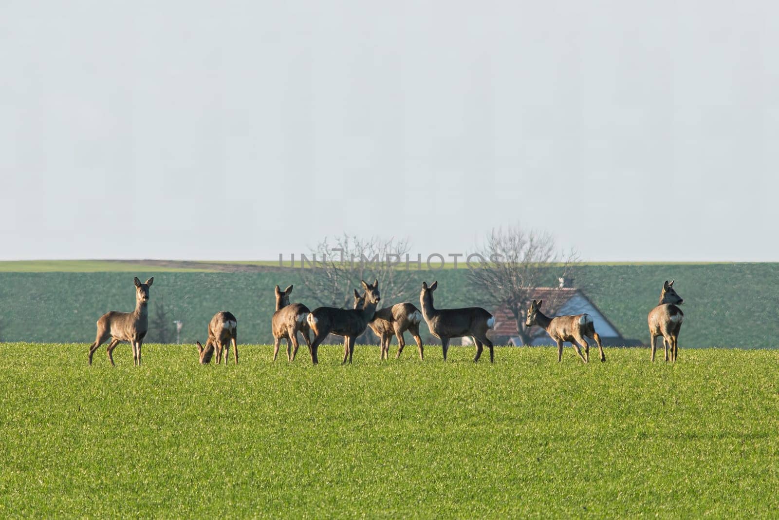 group of deer in a field in spring