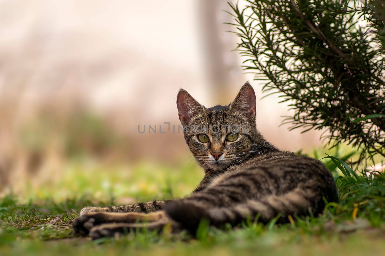 young pretty adult cat looks relaxed at the camera