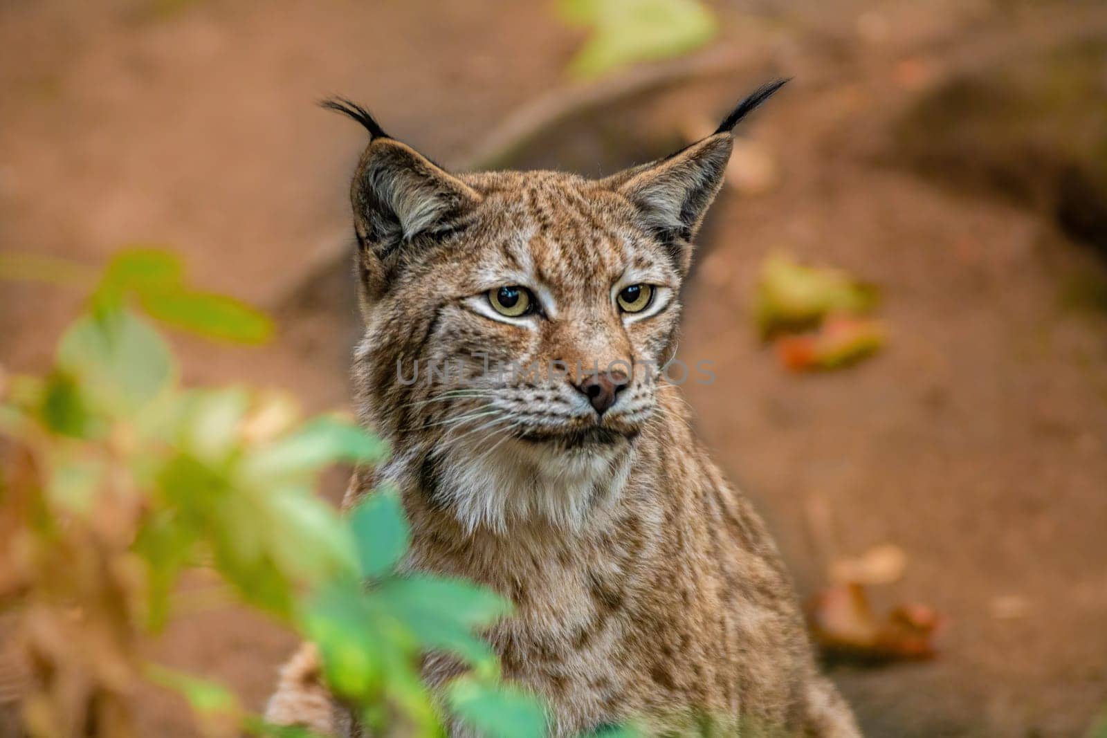 a handsome lynx stays in colorful spring forest