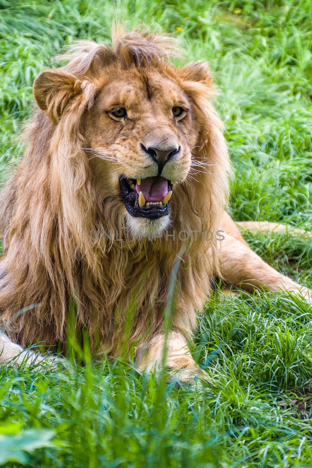 a beautiful strong male lion lies in the grass and roars