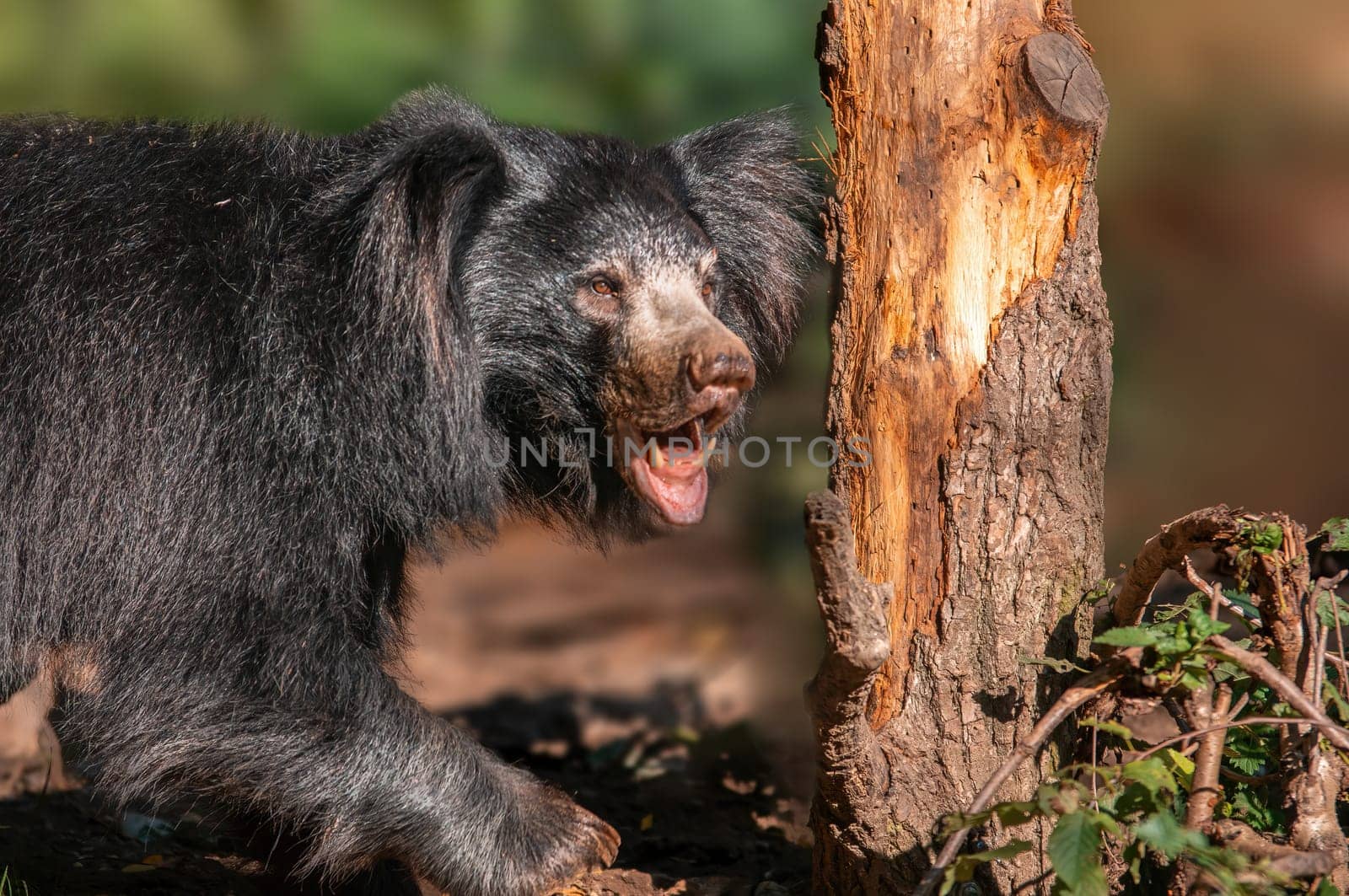a big sloth bear in a forest shows his teeth