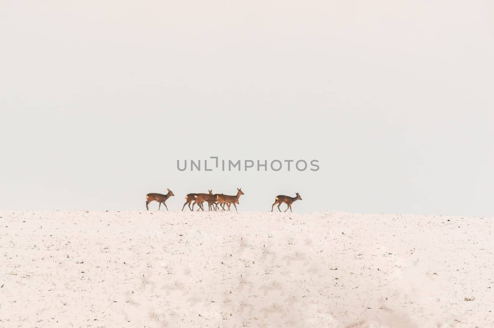 a group of deer in a field in winter